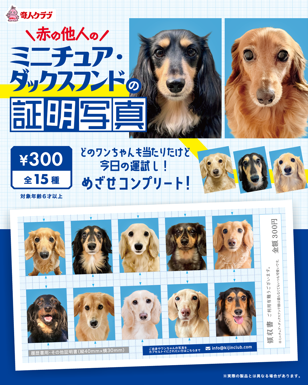 赤の他人のミニチュア・ダックスフンドの証明写真