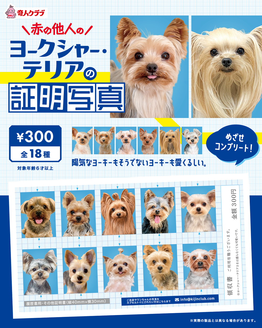 赤の他人のヨークシャー・テリアの証明写真