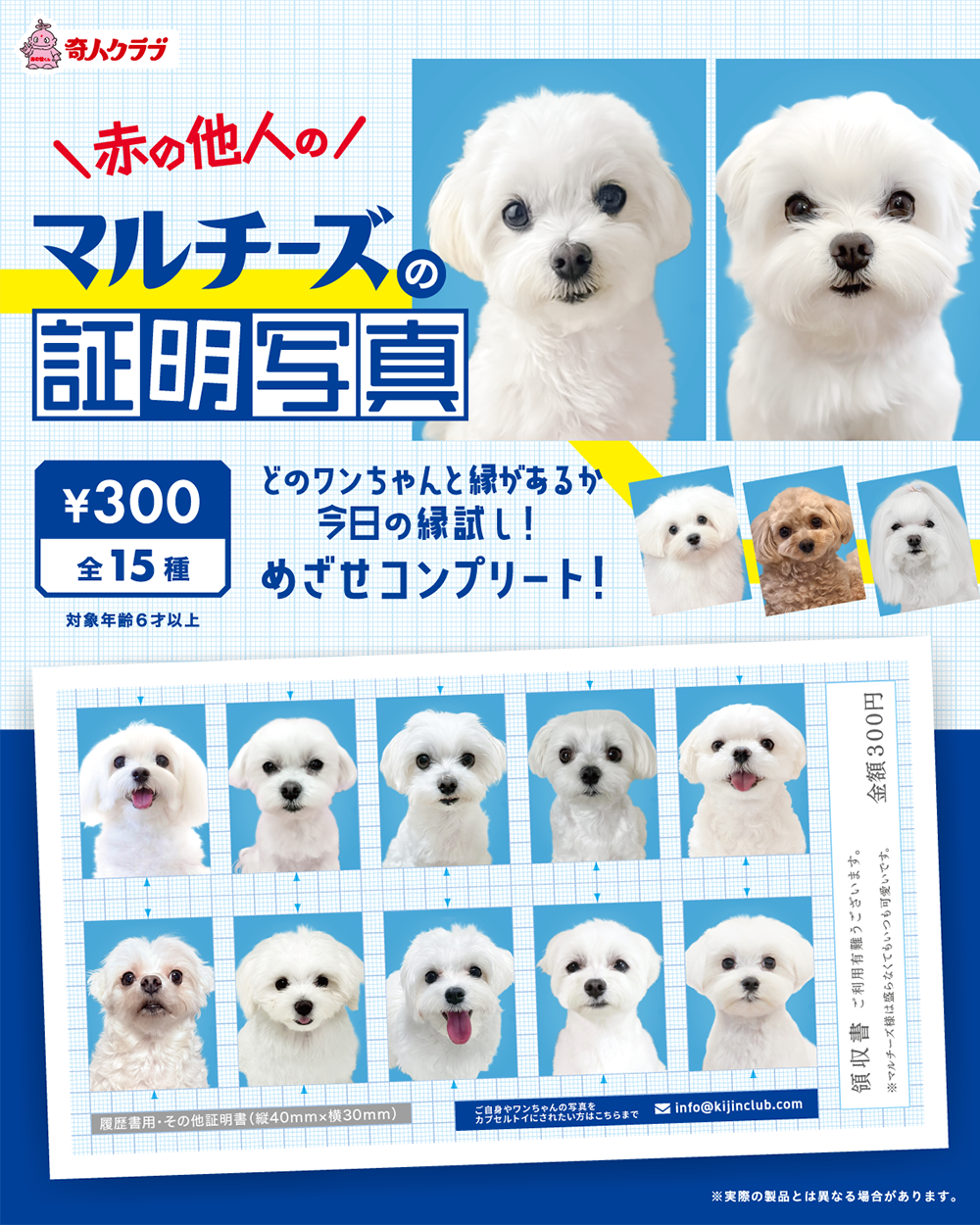赤の他人のマルチーズの証明写真